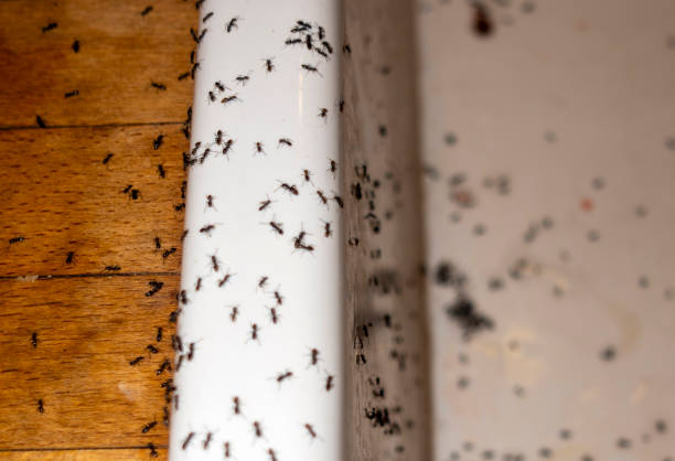 Best Insect Control  in Madison, IL